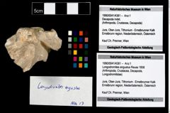Foto (Objekt + Etikett) von Longodromites angustus (Reuss 1858)  (NHMW-GEO-1990-0041-4381)